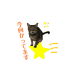 みこ様の日常使いやすいスタンプ（個別スタンプ：7）