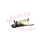 みこ様の日常使いやすいスタンプ（個別スタンプ：9）