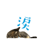 みこ様の日常使いやすいスタンプ（個別スタンプ：11）