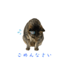 みこ様の日常使いやすいスタンプ（個別スタンプ：19）