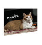 ちょこの日常〜6年の軌跡Part1（個別スタンプ：1）