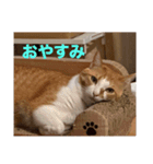 ちょこの日常〜6年の軌跡Part1（個別スタンプ：2）