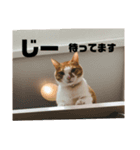 ちょこの日常〜6年の軌跡Part1（個別スタンプ：4）