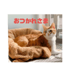 ちょこの日常〜6年の軌跡Part1（個別スタンプ：6）