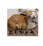 ちょこの日常〜6年の軌跡Part1（個別スタンプ：8）