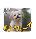 仔犬の一言！！（個別スタンプ：17）