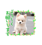 仔犬の一言！！（個別スタンプ：21）