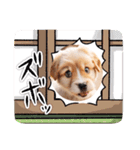 仔犬の一言！！（個別スタンプ：23）