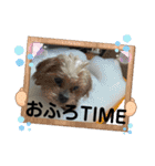 シープーの家族②（個別スタンプ：6）