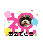 シープーの家族②（個別スタンプ：17）