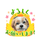 シープーの家族②（個別スタンプ：21）