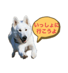 災害救助犬コア（個別スタンプ：7）