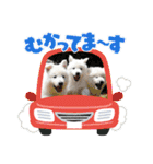 災害救助犬コア（個別スタンプ：8）