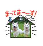 災害救助犬コア（個別スタンプ：9）