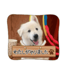 災害救助犬コア（個別スタンプ：13）