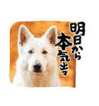 災害救助犬コア（個別スタンプ：15）