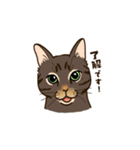 ねこまみれ（ゆるい敬語・多め）（個別スタンプ：5）