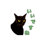 福を招く黒猫（個別スタンプ：17）