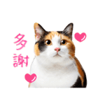 気持ちを伝える♡かわいい三毛猫（台湾版）（個別スタンプ：1）