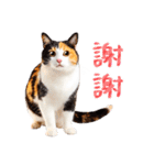 気持ちを伝える♡かわいい三毛猫（台湾版）（個別スタンプ：2）