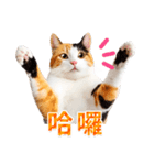 気持ちを伝える♡かわいい三毛猫（台湾版）（個別スタンプ：3）