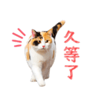 気持ちを伝える♡かわいい三毛猫（台湾版）（個別スタンプ：5）