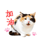 気持ちを伝える♡かわいい三毛猫（台湾版）（個別スタンプ：6）