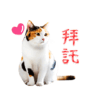 気持ちを伝える♡かわいい三毛猫（台湾版）（個別スタンプ：7）