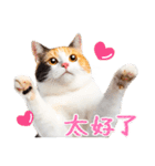 気持ちを伝える♡かわいい三毛猫（台湾版）（個別スタンプ：8）
