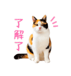 気持ちを伝える♡かわいい三毛猫（台湾版）（個別スタンプ：9）
