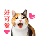気持ちを伝える♡かわいい三毛猫（台湾版）（個別スタンプ：10）