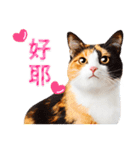気持ちを伝える♡かわいい三毛猫（台湾版）（個別スタンプ：13）