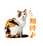 気持ちを伝える♡かわいい三毛猫（台湾版）（個別スタンプ：14）