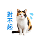 気持ちを伝える♡かわいい三毛猫（台湾版）（個別スタンプ：15）