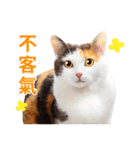 気持ちを伝える♡かわいい三毛猫（台湾版）（個別スタンプ：16）
