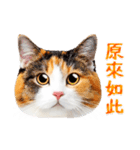 気持ちを伝える♡かわいい三毛猫（台湾版）（個別スタンプ：18）