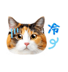 気持ちを伝える♡かわいい三毛猫（台湾版）（個別スタンプ：19）