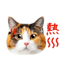 気持ちを伝える♡かわいい三毛猫（台湾版）（個別スタンプ：20）