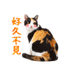 気持ちを伝える♡かわいい三毛猫（台湾版）（個別スタンプ：21）