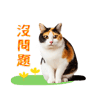 気持ちを伝える♡かわいい三毛猫（台湾版）（個別スタンプ：22）