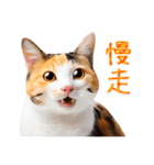 気持ちを伝える♡かわいい三毛猫（台湾版）（個別スタンプ：23）