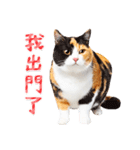 気持ちを伝える♡かわいい三毛猫（台湾版）（個別スタンプ：24）