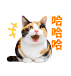 気持ちを伝える♡かわいい三毛猫（台湾版）（個別スタンプ：26）