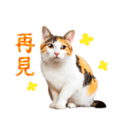 気持ちを伝える♡かわいい三毛猫（台湾版）（個別スタンプ：29）