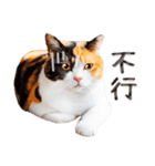 気持ちを伝える♡かわいい三毛猫（台湾版）（個別スタンプ：30）