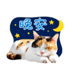気持ちを伝える♡かわいい三毛猫（台湾版）（個別スタンプ：32）