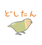 推し鳥 -1- オカメインコとよりどりみどり（個別スタンプ：30）