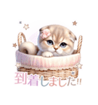 スコティッシュフォールド猫Scottishfold A（個別スタンプ：37）