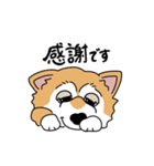 柴犬ラックル（個別スタンプ：1）