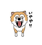 柴犬ラックル（個別スタンプ：2）